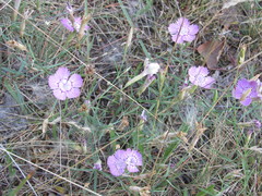 Dianthus campestris