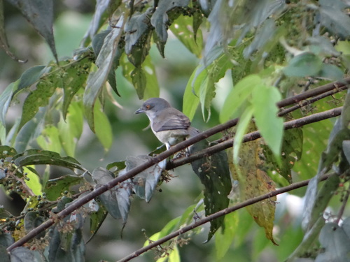 Dacnis lineata