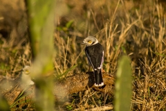 Prionops plumatus poliocephalus