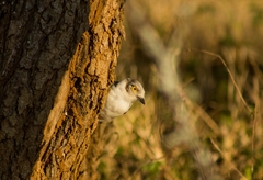 Prionops plumatus poliocephalus