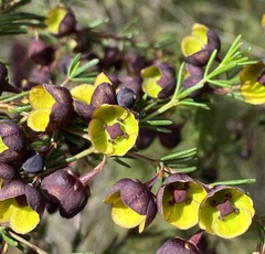 Boronia megastigma