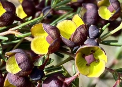 Boronia megastigma