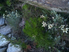 Leontopodium microphyllum
