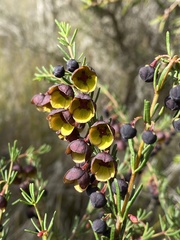 Boronia megastigma