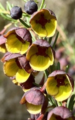 Boronia megastigma
