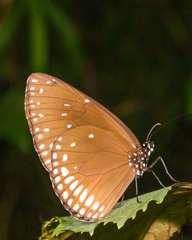 Euploea klugii