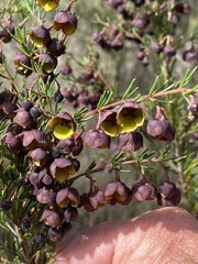 Boronia megastigma