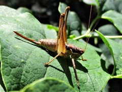 Pachytrachis gracilis