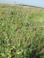 Cirsium alatum