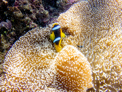 Stichodactyla mertensii