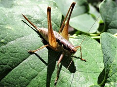 Pachytrachis gracilis