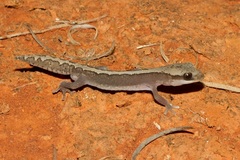 Diplodactylus vittatus