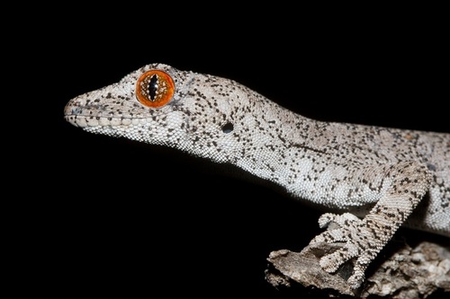 Southern Spiny-tailed Gecko