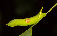 Smerinthinae