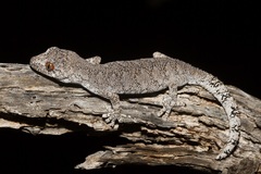 Strophurus intermedius