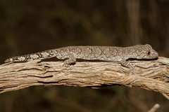 Strophurus intermedius