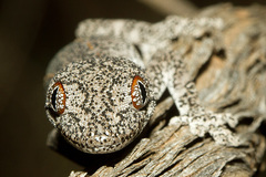 Strophurus intermedius