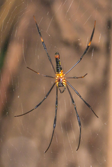 Nephila pilipes