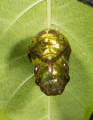 Euploea core