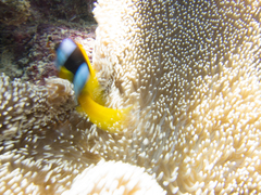 Stichodactyla mertensii