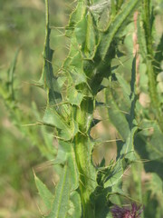Cirsium alatum