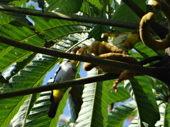 Hemithraupis flavicollis