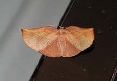 Xenomusa metallica
