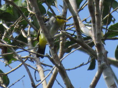 Hemithraupis flavicollis