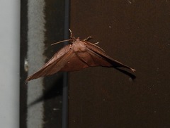 Xenomusa metallica