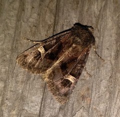 Nyssocnemis eversmanni