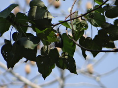 Conirostrum speciosum