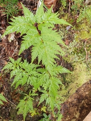 Loxsoma cunninghamii