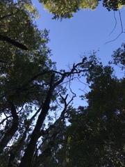 Metrosideros robusta