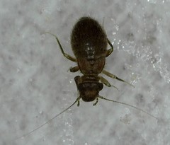 Lepinotus reticulatus