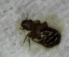 Lepinotus reticulatus