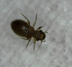 Lepinotus reticulatus