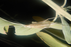 Oecanthus angustus