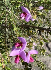 Gompholobium scabrum