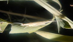Oecanthus angustus