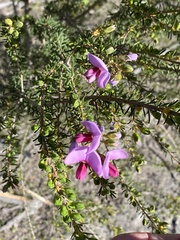 Gompholobium scabrum