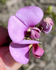 Gompholobium scabrum