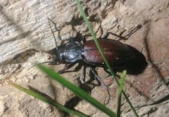 Carabus schoenherri