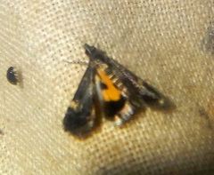 Heliothela ophideresana