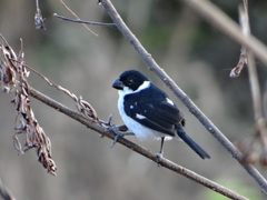 Sporophila americana