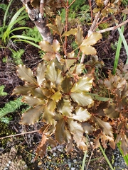 Pseudopanax discolor