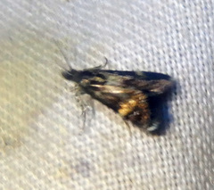 Heliothela ophideresana