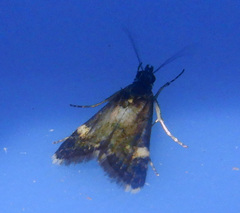 Heliothela ophideresana