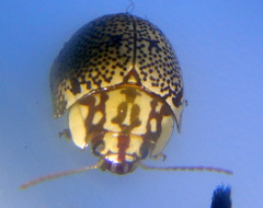 Paropsis thyone