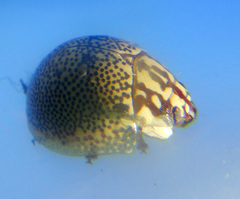 Paropsis thyone