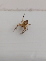 Araneus diadematus